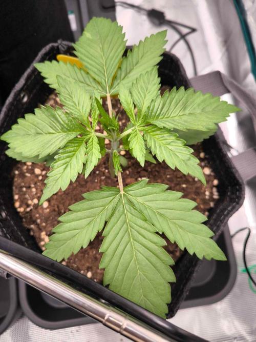 Apple Strudel Auto. Week 2