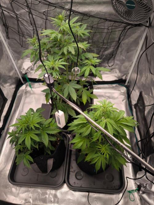 Apple Strudel Auto. Week 4