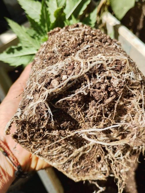 Bahia Black Head. Week 3