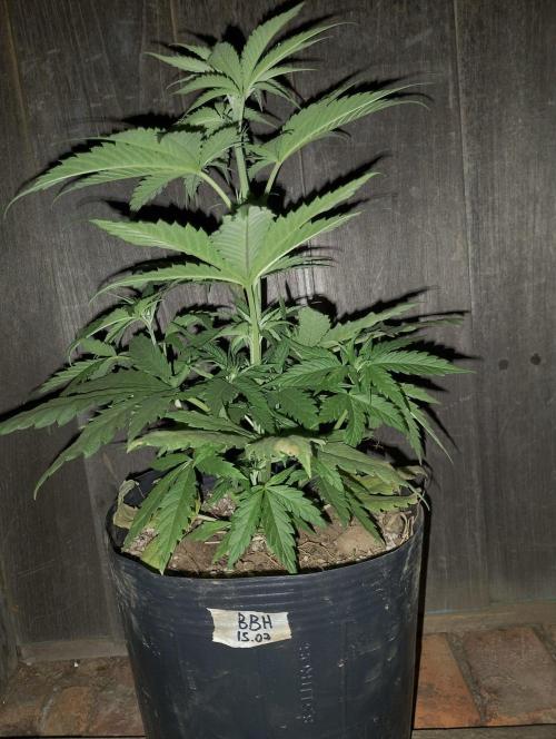 Bahia Black Head. Week 4
