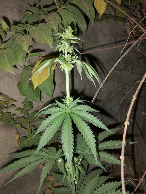 Bahia Black Head Regular. Week 6