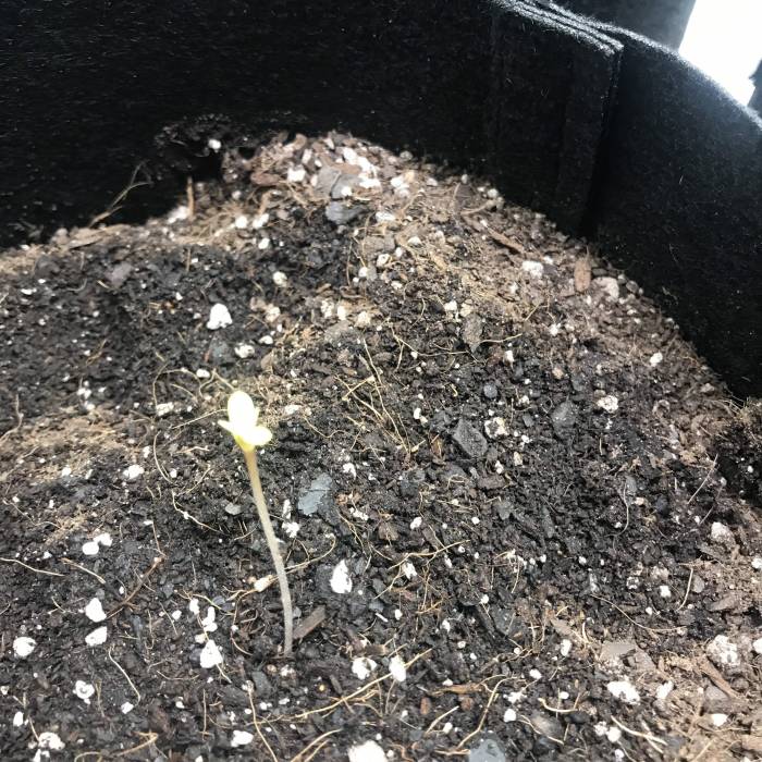 The Grand Adventure. Week 1 - Just sprouting up.