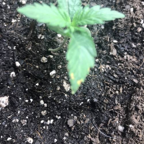 The Grand Adventure. Week 2