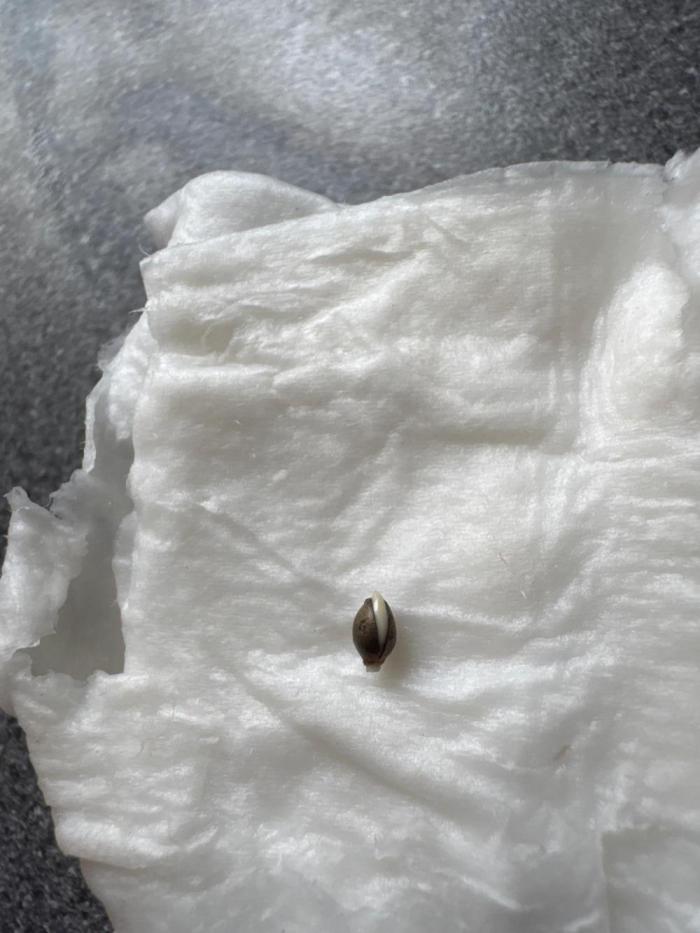 Purple beast. Week 0 - Germinated last night at 9 o’clock checked this morning and has cracked 
