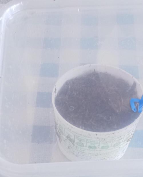 First try - Blueberry Candiez. Week 0 - Day 2 - Keep humidity and warm, no direct sul-light