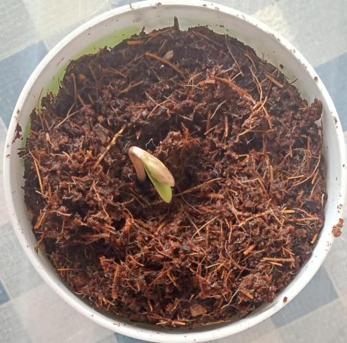 First try - Blueberry Candiez. Week 0 - Day 4