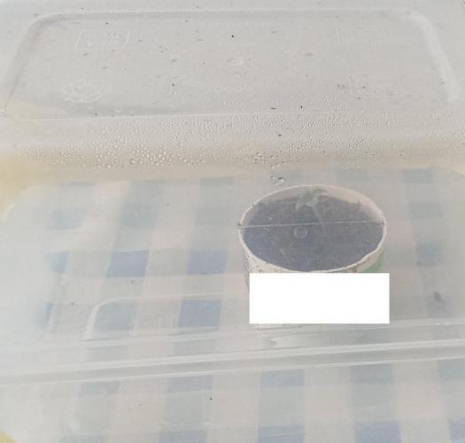 First try - Blueberry Candiez. Week 0 - Day 5 morning