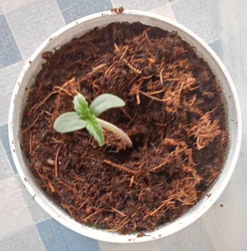 First try - Blueberry Candiez. Week 0 - Day 5 morning