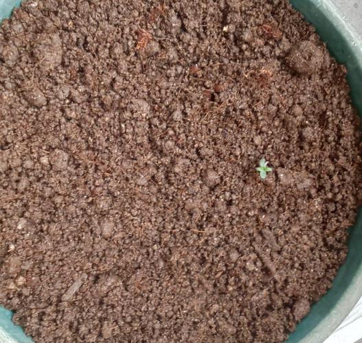First try - Blueberry Candiez. Week 0 - Day 5, end of the day
