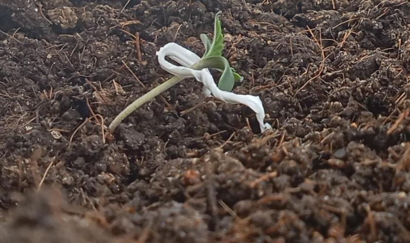 First try - Blueberry Candiez. Week 0 - Day 6