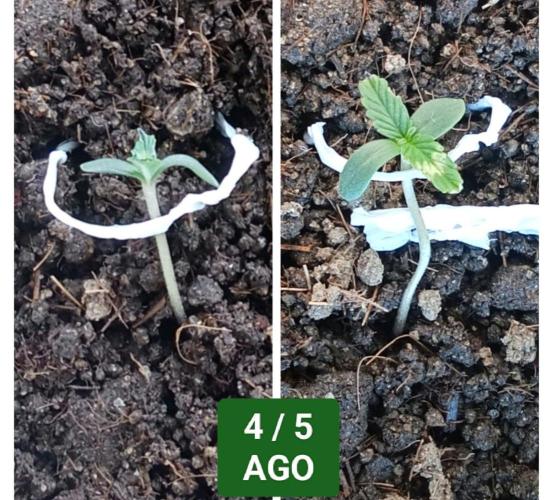 First try - Blueberry Candiez. Week 0 - Days 6 and 7