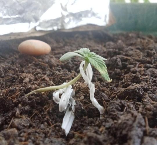 First try - Blueberry Candiez. Week 1 - Day 9
