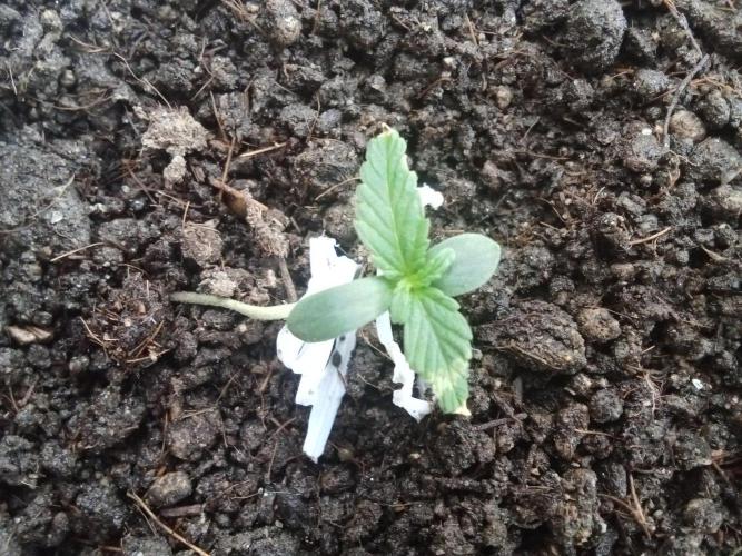 First try - Blueberry Candiez. Week 1 - Day 9
