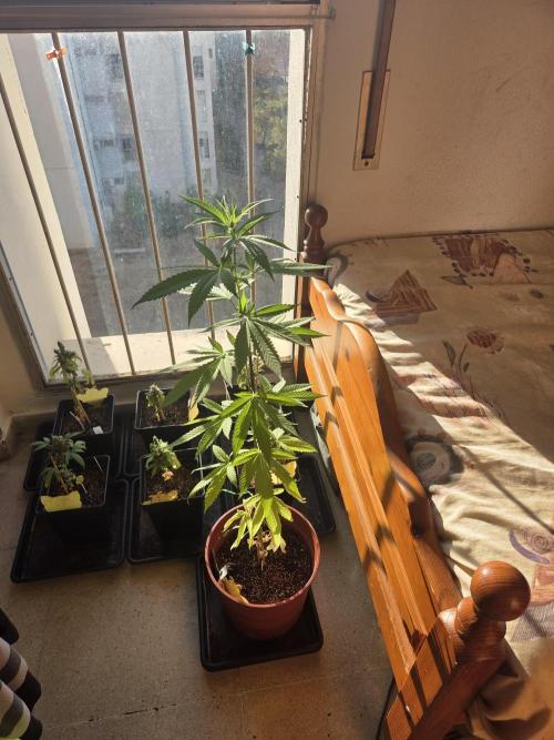 ADlite 100 Under Canopy 100W LED. Week 21