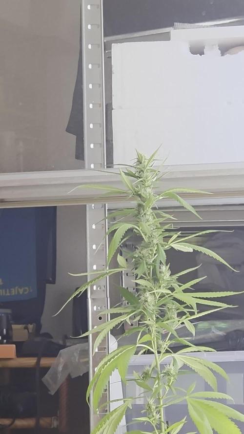ADlite 100 Under Canopy 100W LED. Week 17