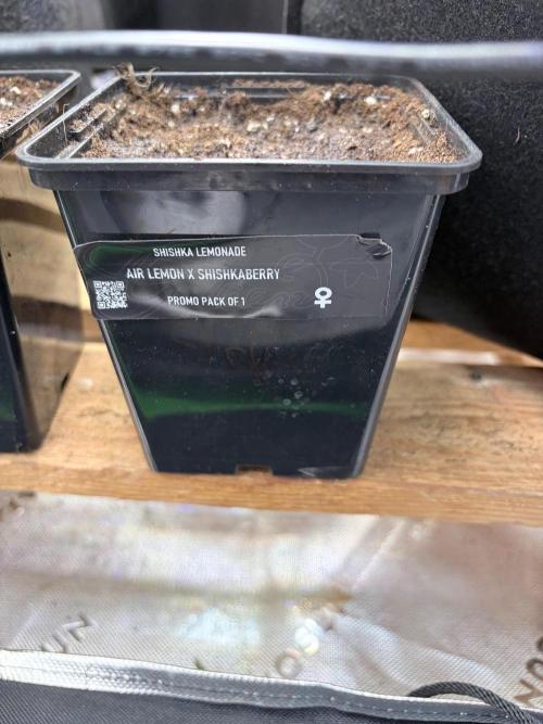 Community grow Shishka Lemonade. Week 0 - Und dann kam die gute in die Erde