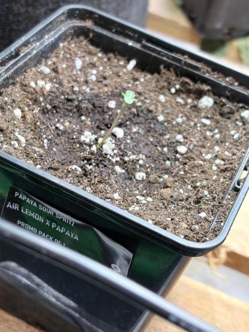 Community grow Papaya Sour Spritz. Week 0 - Tag 4 