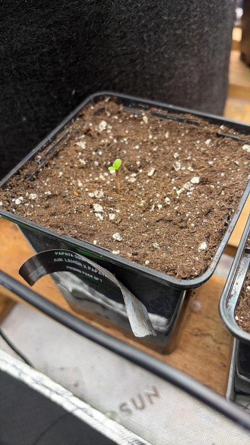 Community grow Papaya Sour Spritz. Week 0 - Tag 3 ein tag nach einpflanzen in die erde 