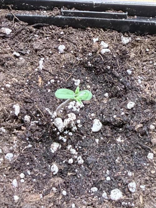 Community grow Papaya Sour Spritz. Week 0 - Tag 4 3cm hich 