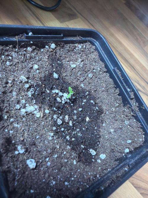 Community grow Shishka Lemonade. Week 0 - Tag 3 des geows 1 cm groß