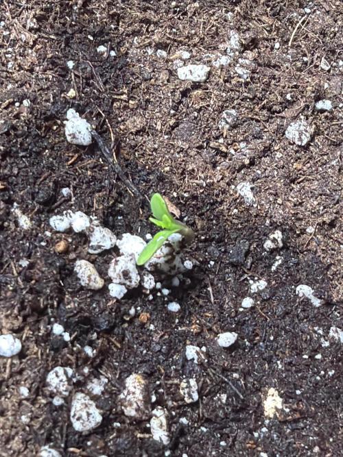 Community grow Shishka Lemonade. Week 0