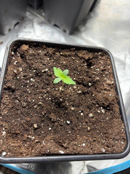 Shishka Lemonade. Week 0