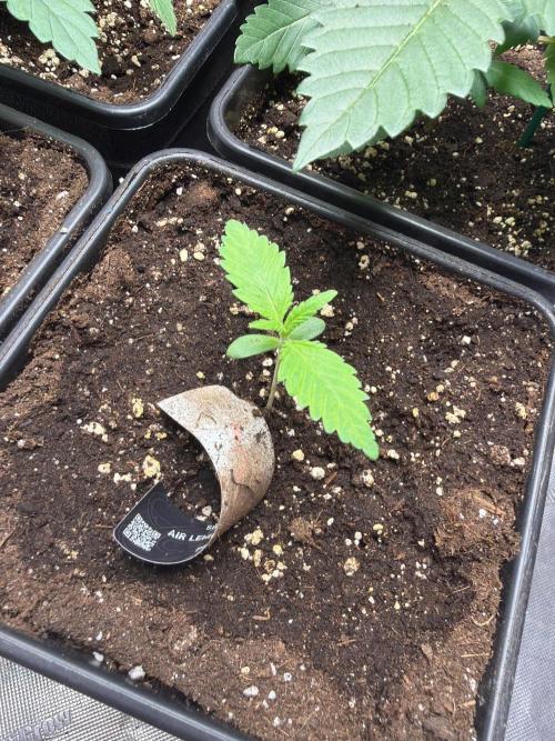 Shishka Lemonade. Week 2