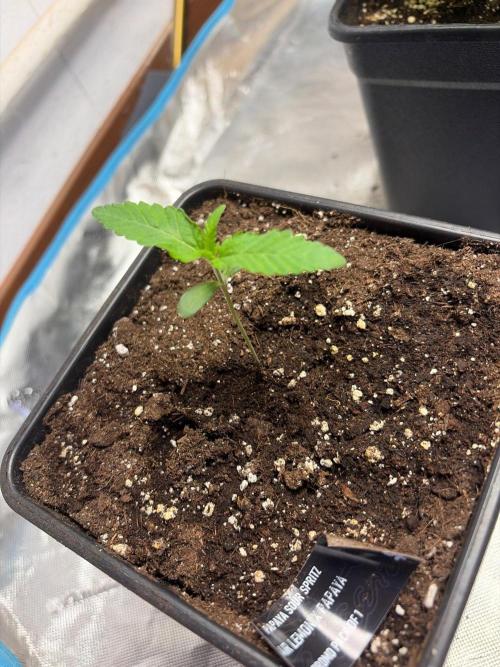 Community grow Papaya Sour Spritz. Week 2