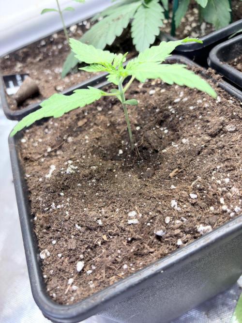 Community grow Shishka Lemonade. Week 2