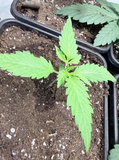 Shishka Lemonade. Week 2