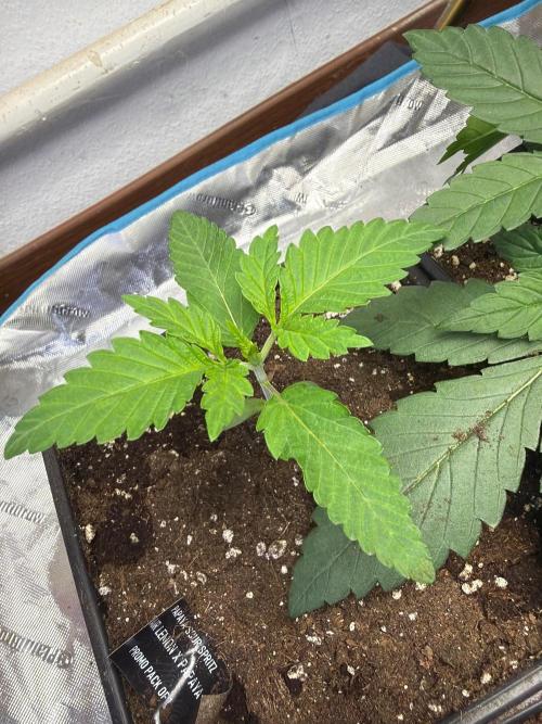 Community grow Papaya Sour Spritz. Week 2