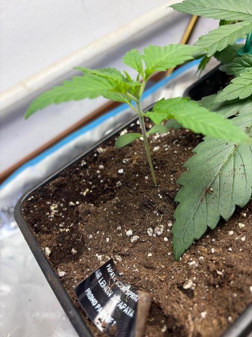 Community grow Papaya Sour Spritz. Week 2