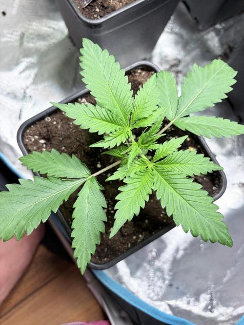 Community grow Shishka Lemonade. Week 3