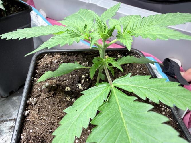 Community grow Shishka Lemonade. Week 3