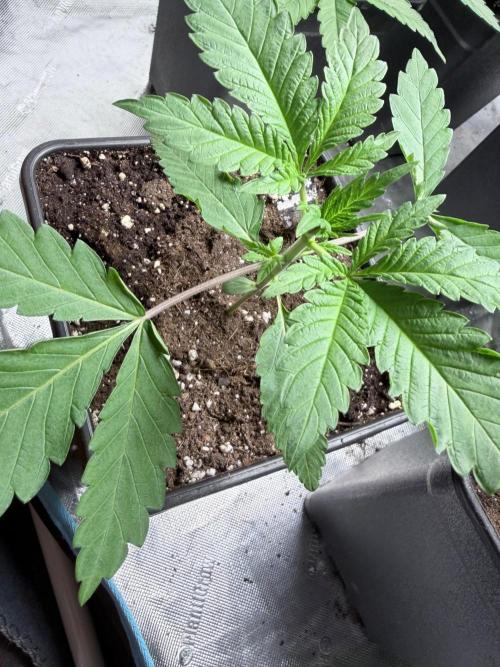 Community grow Papaya Sour Spritz. Week 3