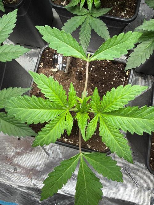 Community grow Papaya Sour Spritz. Week 3