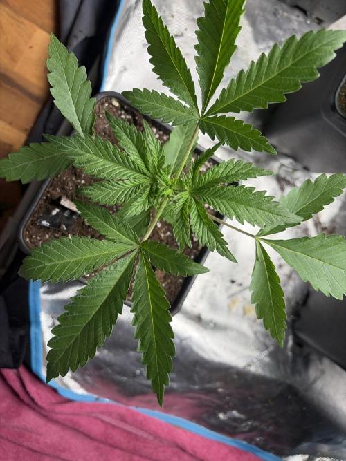 Community grow Papaya Sour Spritz. Week 3