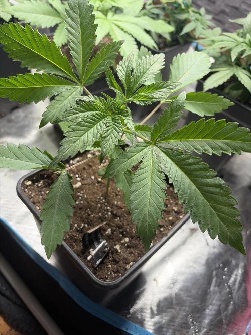 Community grow Papaya Sour Spritz. Week 3