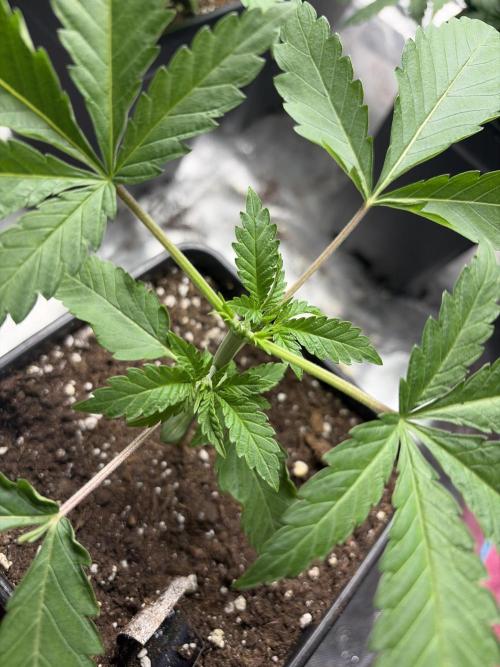 Community grow Papaya Sour Spritz. Week 3 - Da ist sie getoppt die kleine maus 