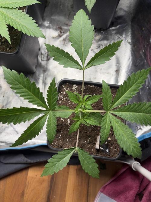 Community grow Papaya Sour Spritz. Week 3 - Draufsicht nach toppen 