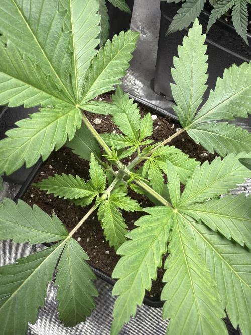 Community grow Shishka Lemonade. Week 3 - Nach dem toppen 1
