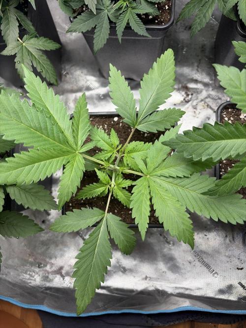 Community grow Shishka Lemonade. Week 3 - Nach dem toppen 2