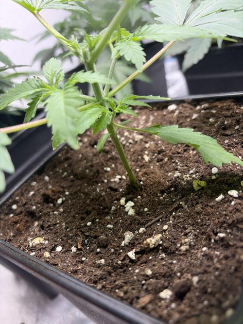 Community grow Shishka Lemonade. Week 3 - Nach dem toppen 3