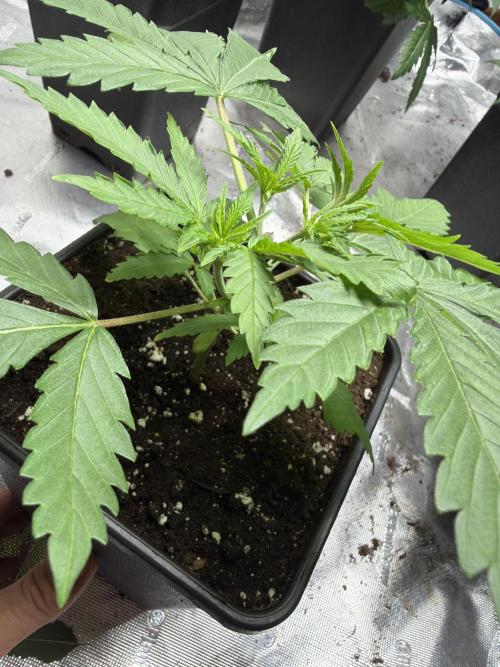Community grow Shishka Lemonade. Week 4