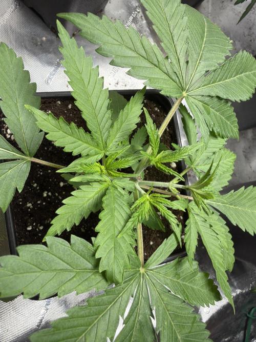 Community grow Shishka Lemonade. Week 4