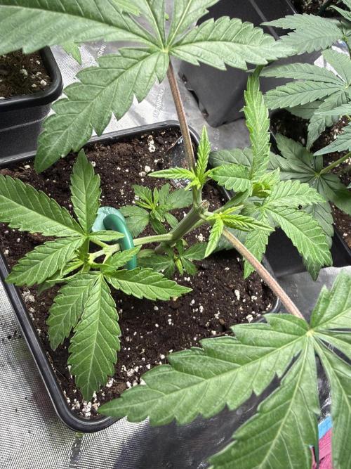 Community grow Papaya Sour Spritz. Week 4