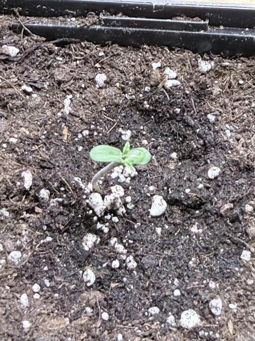 Community grow Shishka Lemonade. Week 1