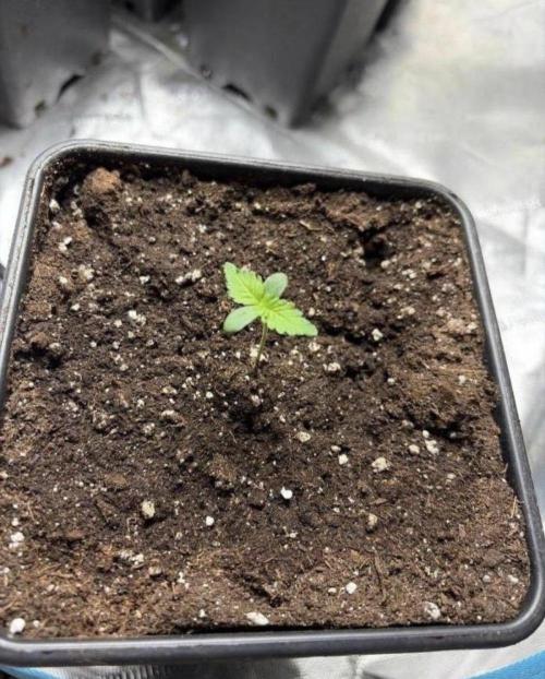 Community grow Shishka Lemonade. Week 1 - Tag 7 ende erste woche 