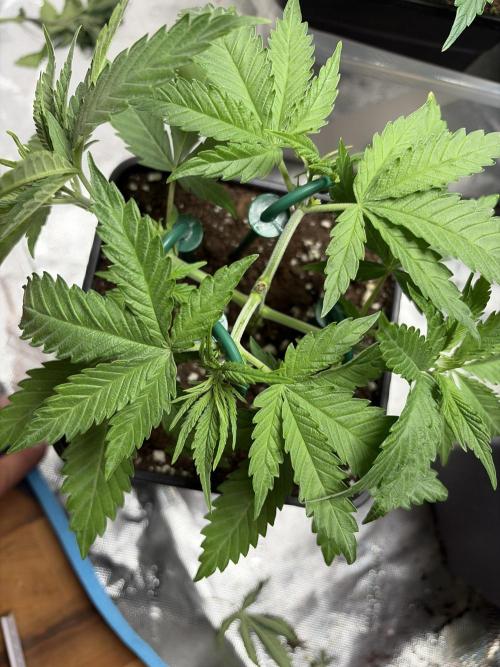 Community grow Shishka Lemonade. Week 5 - Lst um alle auf eine ebene zu bringen 