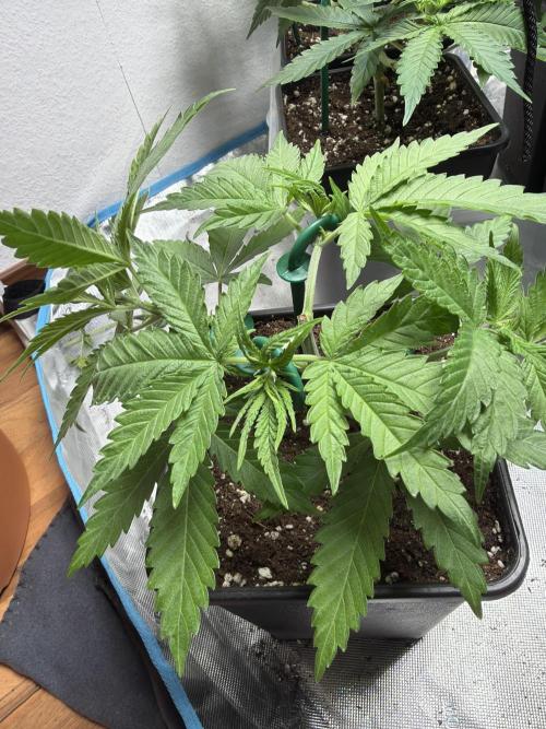 Community grow Shishka Lemonade. Week 5